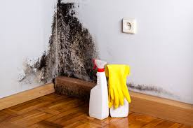 Why You Should Choose Our Mold Remediation Services in Fairview, TX